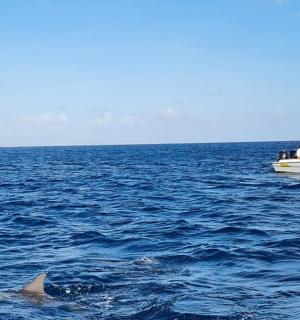 a dolphin swimming in the water next to a boat