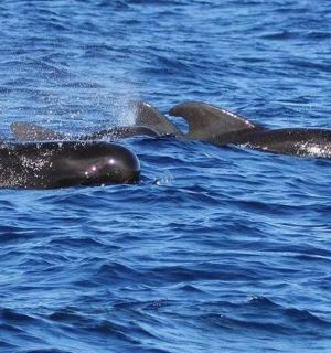 a group of three dolphins swimming in the water