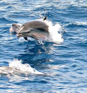 two dolphins playing in the water in the ocean