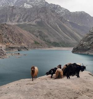一群动物站在水体附近的岩石上