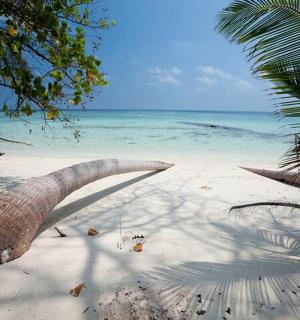 a palm tree on a sandy beach with the ocean