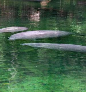 一群三只海龟在水中游泳