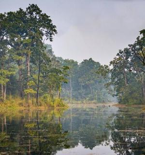 背景为树木的水域