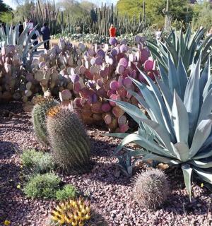 zahrada plná spousty kaktusů a dalších rostlin