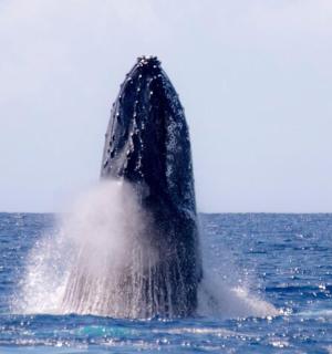 keporkak vyskakující z vody