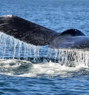 modrá velryba ve vodě s nataženým ocasem