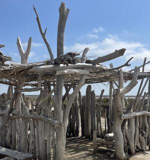 一只鸟坐在一堆木头上