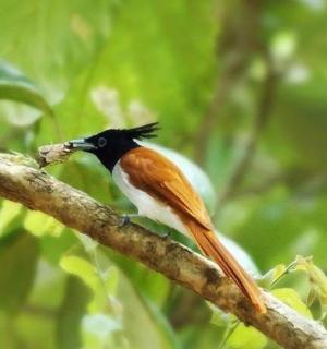 a bird is sitting on a tree branch