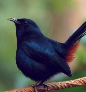 a black bird is sitting on a branch