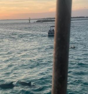 一群海豚在船附近的水中