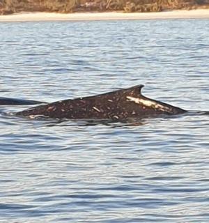 a couple of whales swimming in the water