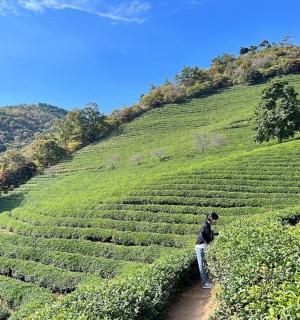 a man standing on a field of tea plantations