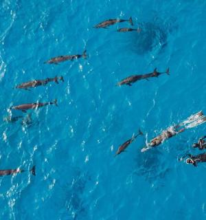 a group of dolphins swimming in the blue water