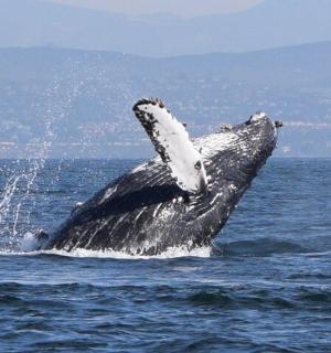 一头座头鲸跃出水面