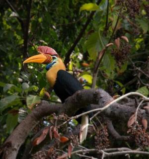 a bird perched on top of a tree branch