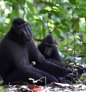two chimpanzees sitting on the ground in a forest