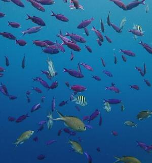 a school of fish in the blue water
