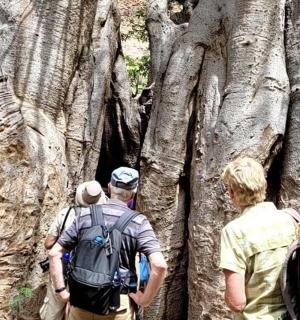 three men are standing in front of a tree