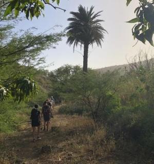 a group of people walking down a dirt path with a palm tree