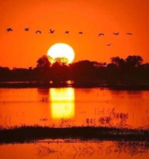 一群鸟儿在湖面上飞翔的日落