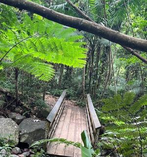 a wooden bridge in the middle of a forest