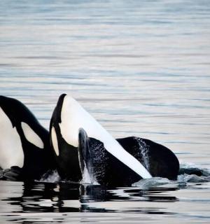 tučňák plave ve vodě s otevřenou tlamou