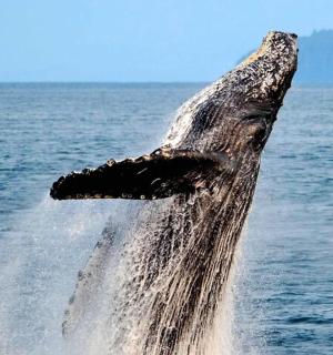a humpback whale jumping out of the water