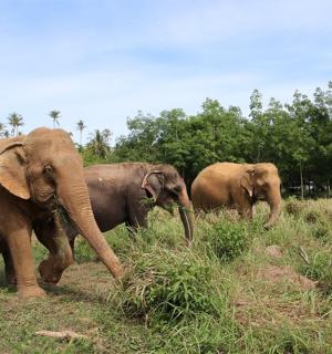 three elephants walking in a grassy field