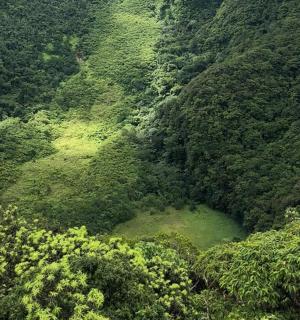 Loftmynd af skógi með vatni