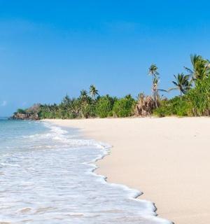 有棕榈树和大海的沙滩