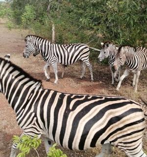 a herd of zebras standing in a field