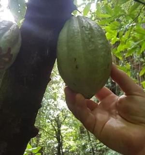 나무에 푸른 과일을 들고 있는 사람