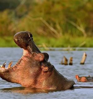 一只河马站在水中，嘴巴张开