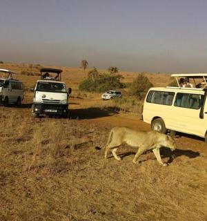 a lion walking in the grass next to two vehicles