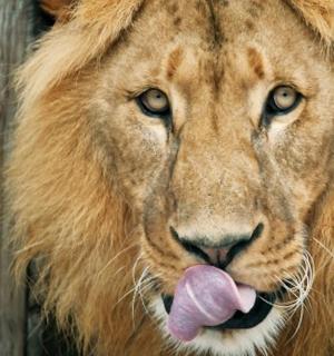 a lion with its tongue sticking out