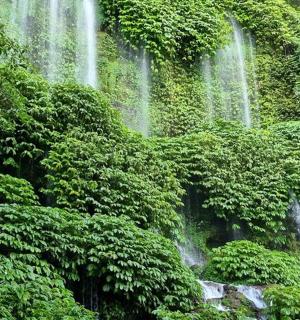 eine Gruppe von Wasserfällen in einem Wald mit Pflanzen