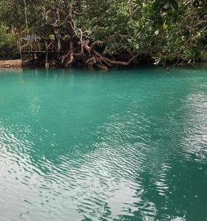 a body of water with green water and trees