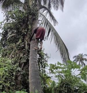 a man is climbing up a palm tree