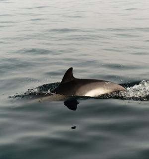 一只海豚在水中游泳