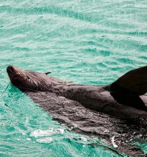 a dolphin swimming in the water
