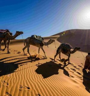 رجل مع ثلاثة جمال يمشي في الصحراء