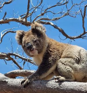一只考拉坐在树顶上