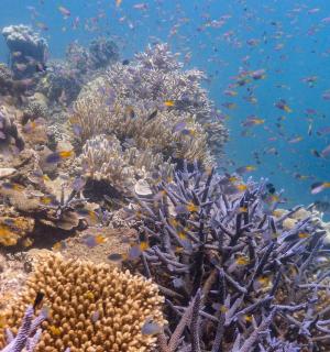 a coral reef with fish in the ocean