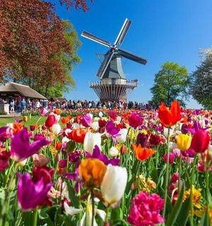 一片花田，背景是风车