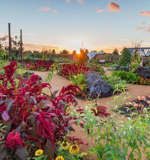 有红色花朵和其他植物的花园