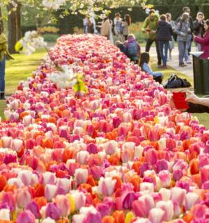 公园里一大片彩色郁金香墙