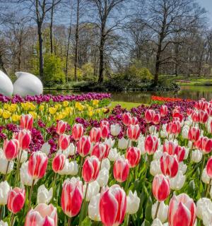 公园里的一片郁金香花田