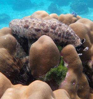 chobotnice na korálovém útesu v oceánu