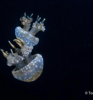 a close up of a blue and white object