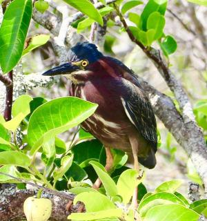 a bird perched on top of a tree branch